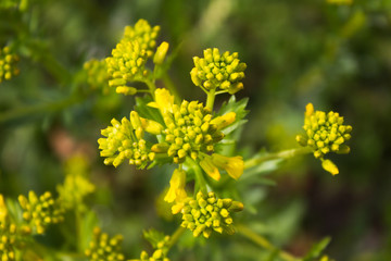 полевые цветы