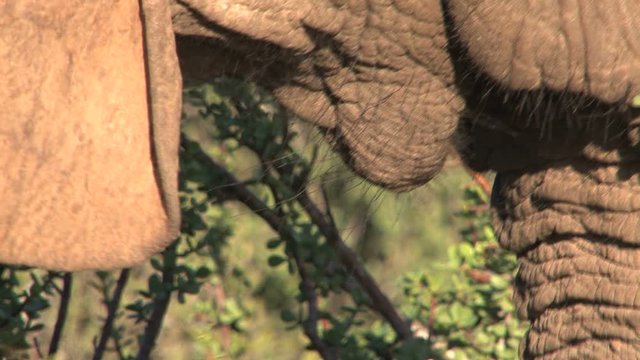 Elephant eating close up