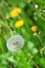 Dandelions during springtime