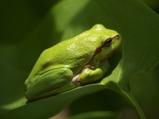 Laubfrosch auf einem Blatt