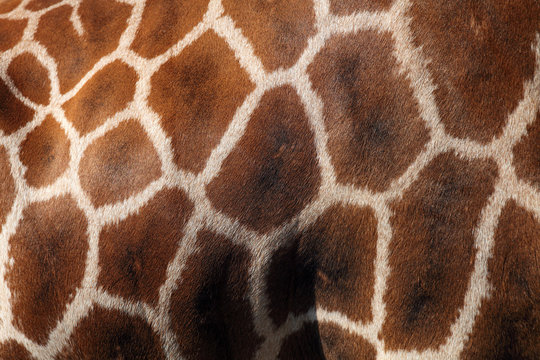 Rothschild's giraffe (Giraffa camelopardalis camelopardis), formerly Giraffa camelopardis rothschildi) , patterns on the skin
