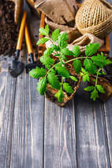Seedlings tomato in pot with garden tools ground spade and rake