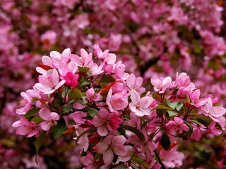 crabapple tree blossoming