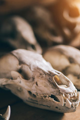 skull animals, wolf, Fox, folded in a row, close-up