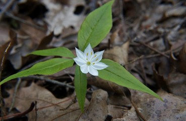Starflower