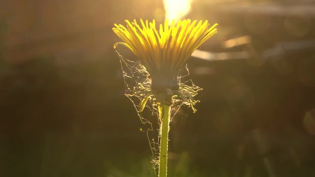 Beautiful dandelion flower at sunset