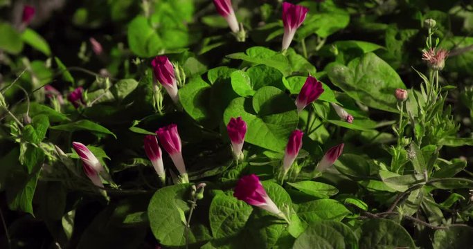 Opening wild flowers (Ipomoea purpurea) together with the insects and snails Timelapse