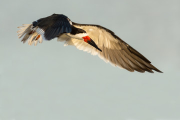 Black Skimmer Landing