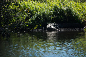 mangrove swamp crocodile Mexico