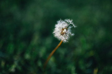 dandelion in green grass