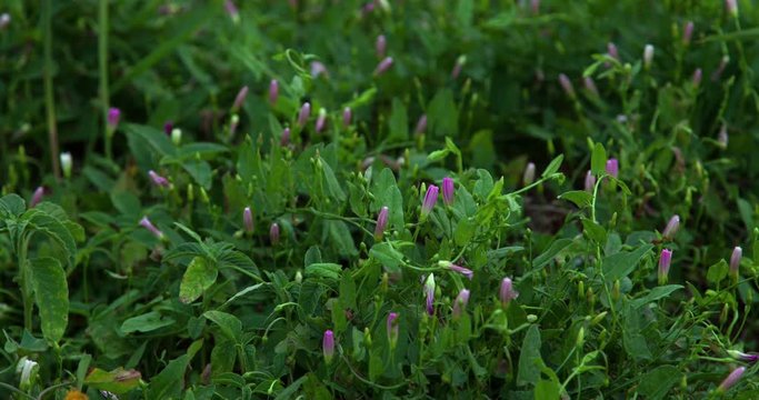 Morning timelapse opening field bindweed flowers (Ipomoea purpurea) with crawling insects