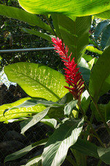 Mangrove swamp flora and fauna Mexico