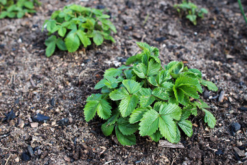 Growing strawberry plants in the vegetable garden