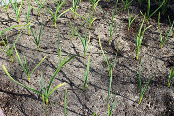 Garlic growing in the vegetable garden