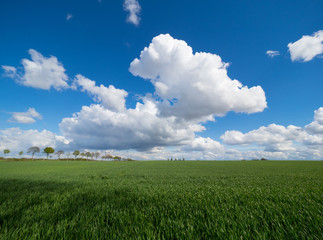 big white clouds over a green meadow and blue sky