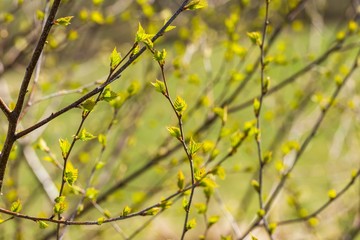 Young fresh birch leaves