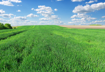 Obraz na płótnie Canvas Wheat field against a blue sky
