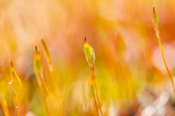 Blooming springtime moss in blurry close up