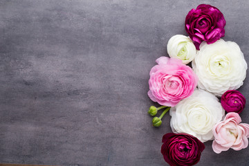 Beautiful colored ranunculus flowers on a gray background.