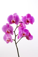 Obraz na płótnie Canvas Pink beautiful orchid on colored background.