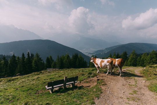K&uuml;he und Bank am Wegesrand mit Blick auf Toblach in den Dolomiten, Italien