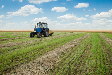 Fototapeta premium Tractor collects dry hay on the farm field