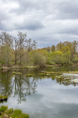 Fototapeta na wymiar tree and reflection in wetlands