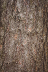 The texture of the bark of a pine tree