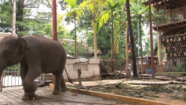 Elephant at Buddist temple Gangarama