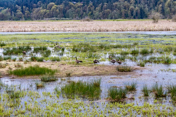 canadian geese standing on grass along water