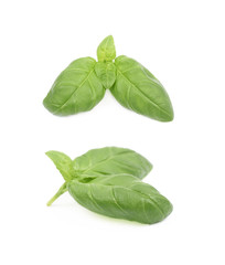 Fresh basil leaf isolated