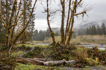 foggy afternoon in the rainforest