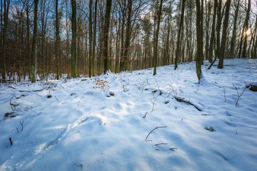 Winter woods in Poland