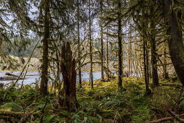 fern growing under trees in rain forest