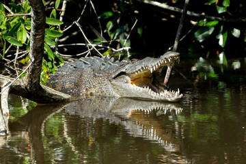 Fototapeta premium mangrove swamp crocodile Mexico