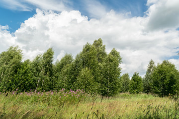 Fototapeta premium Meadow with grass and flowers. In the background is a forest with trees. A strong wind blows. The tops of the trees bent. Blue sky with white Cumulus clouds.