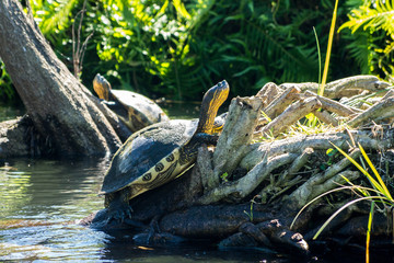 mangrove swamp flora and fauna