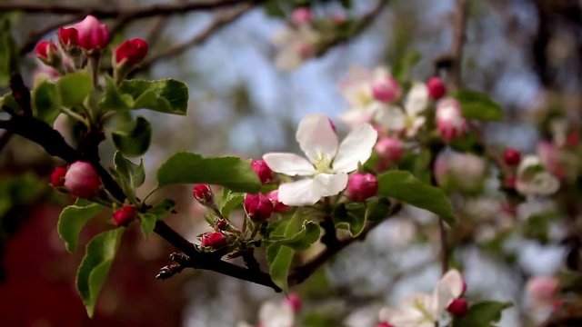 Beautiful apple tree blooming, gentle little white flowers on twig over blur green background, beauty of spring season