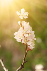 Apricot tree flower with buds and blossoms blooming at springtime, vintage retro floral background