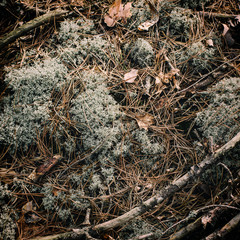 Abstract vintage background with green reindeer moss and lichen, tree trunks and dry autumn leaves.