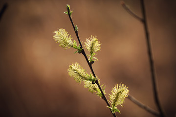 Blooming willow branch in springtime, seasonal easter background