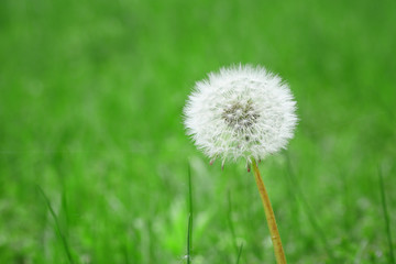 dandelion on green meadow in spring