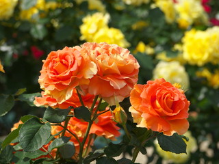 薔薇