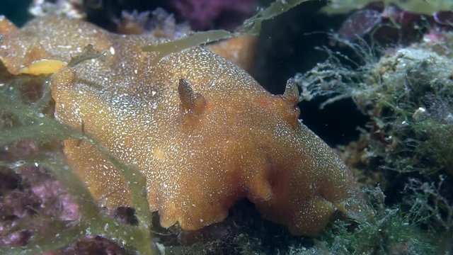 Costa Brava, diving the Mediterranean sea, Nudibranch, Spain