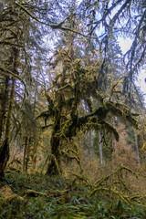 massive moss covered tree in rain forest