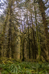 Fototapeta na wymiar tall moss covered trees in rain forest