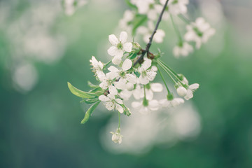 Blossoming of cherry flowers in spring time, natural seasonal vintage hipster background