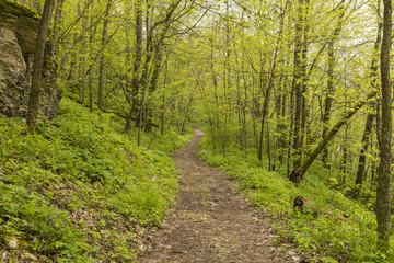 Fototapeta na wymiar Spring Trail Scenic - A hiking trail in the woods during spring.