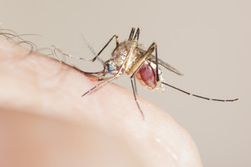 Feeding mosquito