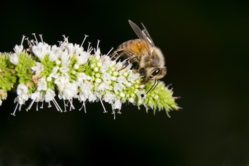 Honey Bee collecting nectar and pollen